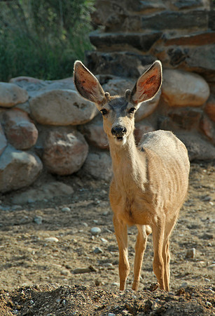 Mule deer, Phantom Ranch, Grand Canyon National Park, Arizona