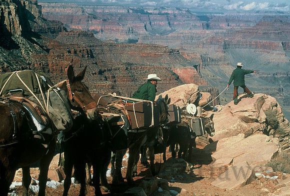 Mule train, South Kaibab Trail, Grand Canyon National Park