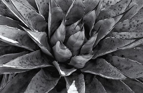 Aloe plant, Grand Canyon National Park, Arizona
