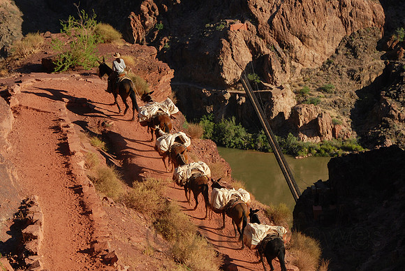 Mule train overlooking Black (Kaibab) Suspension Bridge, Colorado River, Grand Canyon
