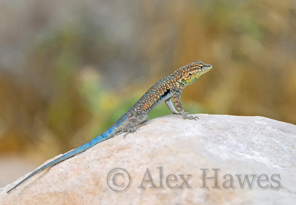 Common side-blotched lizard, floor of Grand Canyon, Arizona
