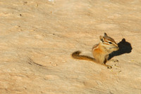 Chipmunk in Natural Bridges National Monument, Utah
