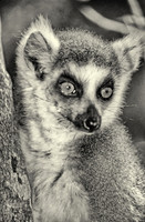 Ring-tailed lemur, Beza Mahafaly Reserve, Madagascar