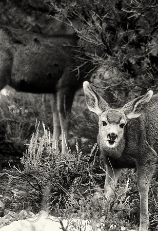 Mule deer fawn, South Rim, Grand Canyon National Park
