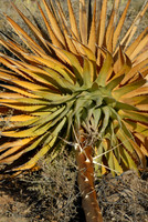 Century plant, South Rim, Grand Canyon