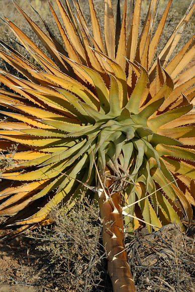 Century plant, South Rim, Grand Canyon