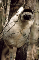 Madagascar