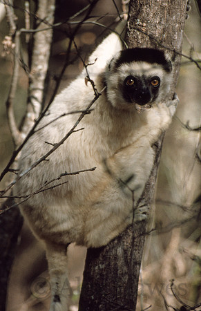 Sifaka lemur, Beza Mahafaly Reserve, Madagascar