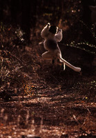 Leaping lemur! Sifaka, Beza Mahafaly Reserve, Madagascar