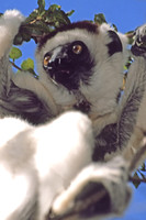 Sifaka lemur, Beza Mahafaly Reserve, Madagascar