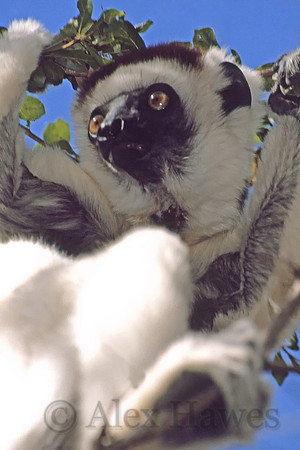 Sifaka lemur, Beza Mahafaly Reserve, Madagascar