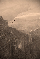 Vultures riding thermals, South Rim, Grand Canyon National Park, Arizona