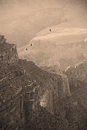 Vultures riding thermals, South Rim, Grand Canyon National Park, Arizona