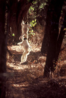 Verreaux's sifaka lemur, Beza Mahafaly Special Reserve, southwestern Madagascar