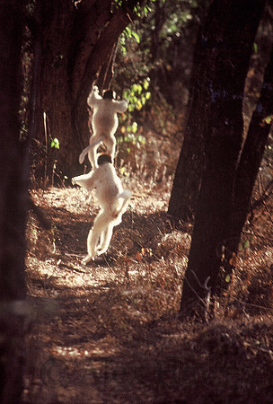 Verreaux's sifaka lemur, Beza Mahafaly Special Reserve, southwestern Madagascar