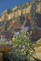 Columbine, Grand Canyon National Park, Arizona