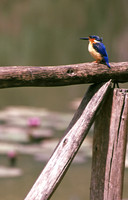 Wild Malachite kingfisher, Tsimbazaza Zoo, Antananarivo, Madagascar