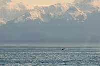 Humpback whale, Juneau, Alaska