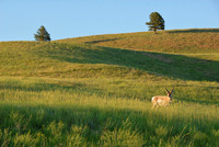 Pronghorn antelope in Custer State Park, South Dakota
