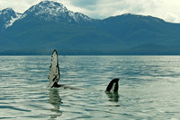 Humpback whale, Juneau, Alaska