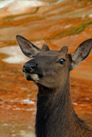 Young male elk, Mammoth Hot Springs, Yellowstone National Park, Wyoming