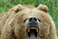 Mammals