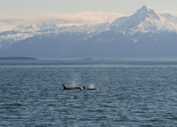 Humpback whales, Juneau, Alaska