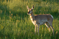 Pronghorn antelope, Custer State Park, South Dakota
