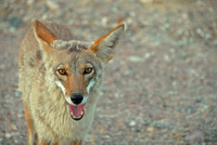 Coyote, Death Valley National Park, California