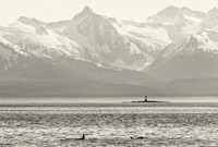 Humpback whales, Juneau, Alaska