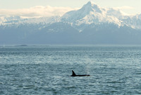 Humpback whale, Juneau, Alaska