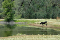 Mustang, The Wild Horse Sanctuary, Shingletown, California