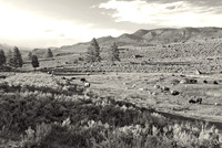 Bison, Lamar Valley, Yellowstone National Park, Wyoming