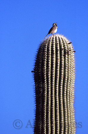 Cactus wren atop saguaro, Sonoran Desert, Arizona