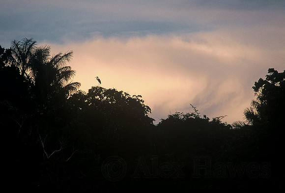 Sunset silhouette, Rio Negro, Amazon Rainforest, Brazil