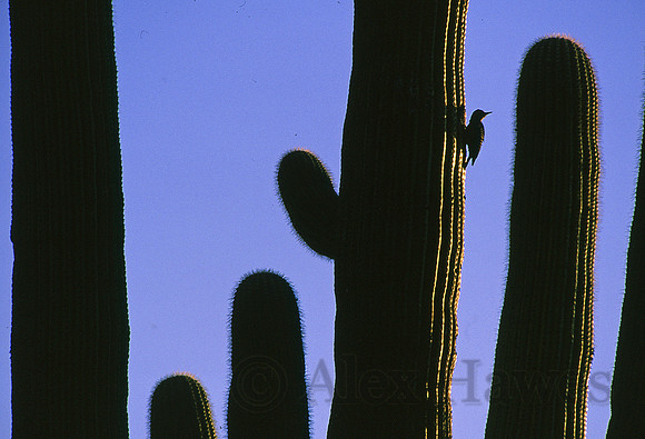 Woodpecker on saguaro cactus, Sonoran Desert, Arizona