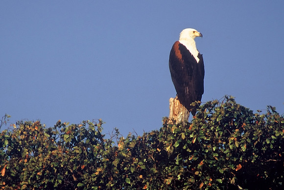 Fish eagle, Kafue National Park, Zambia
