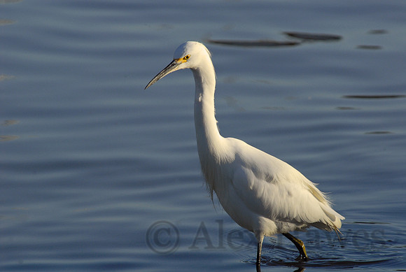 Snowy egret, Elkhorn Slough, Moss Landing, California