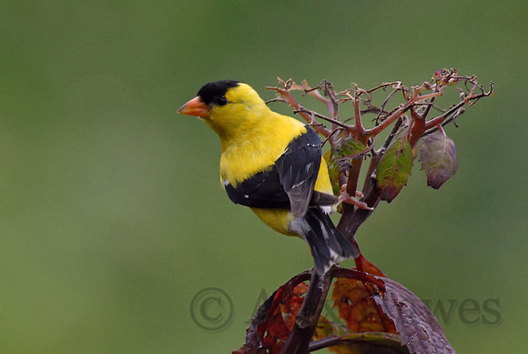 American goldfinch, Little Compton, Rhode Island
