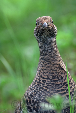 Rock ptarmigan, Juneau, Alaska
