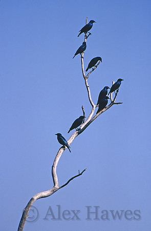 Greater blue eared starlings, Kruger National Park, South Africa