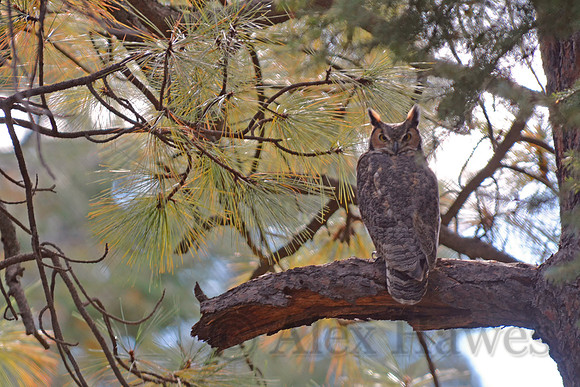 Great horned owl, Chiricahua Mountains, southeastern Arizona