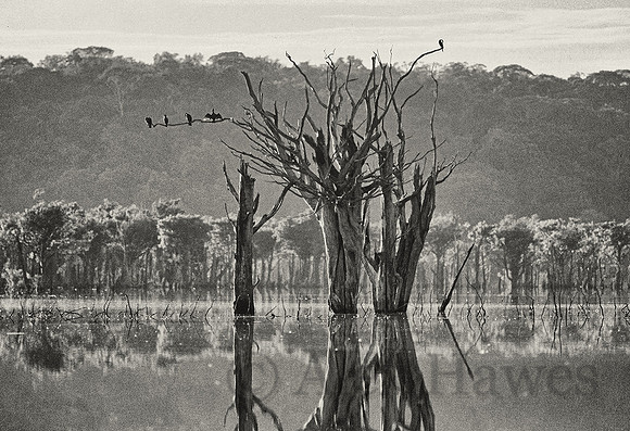Cormorants, the flooded forest, Rio Negro, Amazon Rainforest, Brazil
