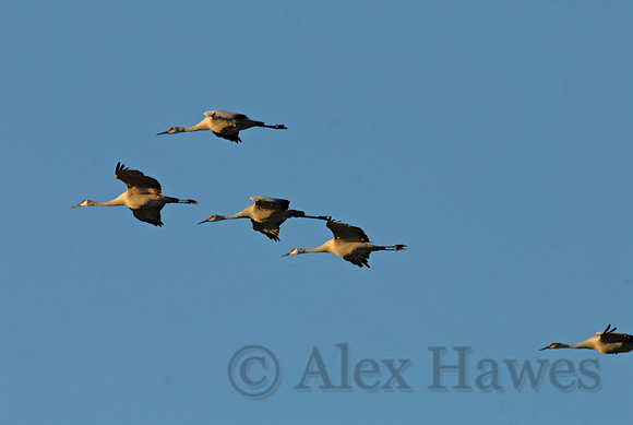 Sandhill cranes, Willcox, Arizona