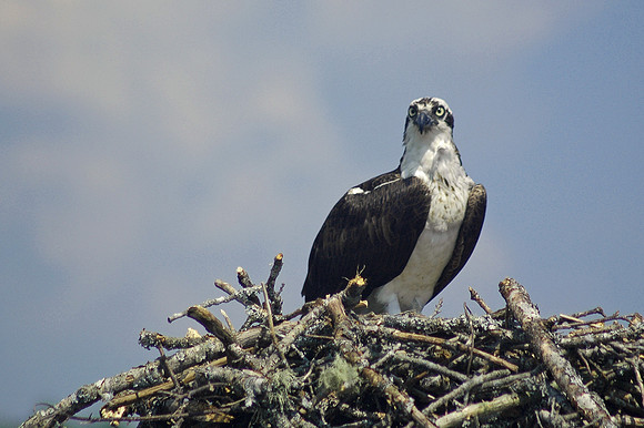 Osprey nesting, coastal Maine