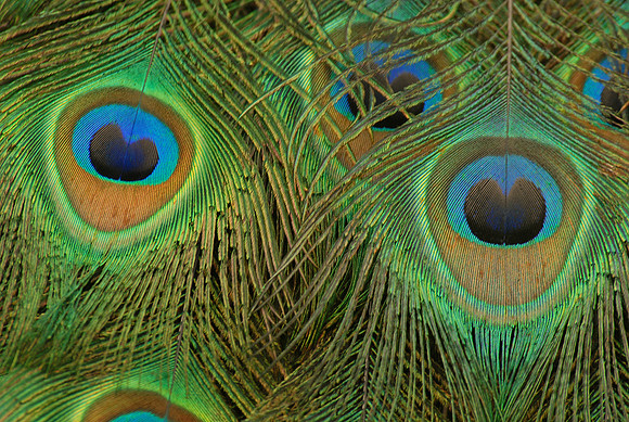 Close-up detail of peacock feathers