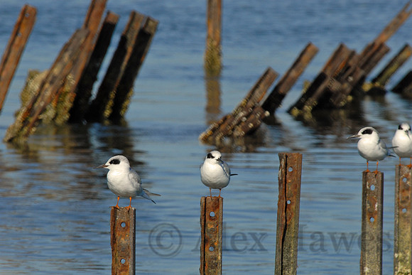 Terns, Elkhorn Slough, Moss Landing, California