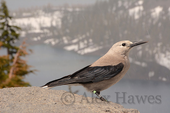 Clark's nutcracker, Crater Lake National Park, Oregon