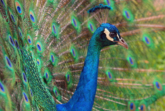 Male peacock, Olympic Game Park, Sequim, Washington