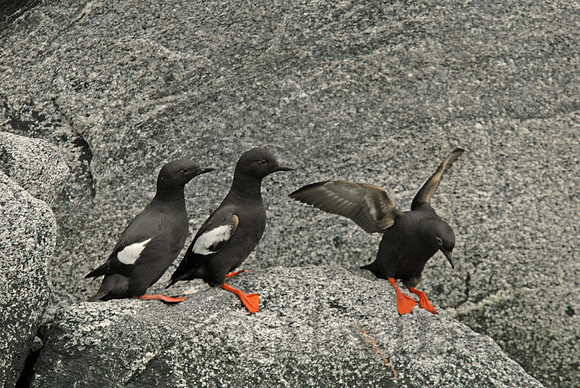 Pigeon guillemots, Tracy Arm fjord, Alaska